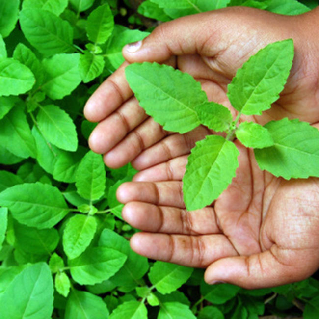 Tulsi Leaves plant Indian herbs